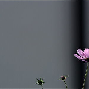 V1DSC 2013