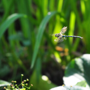 DSC 7345 1000