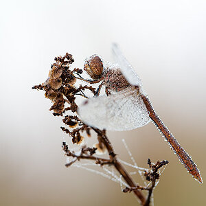 Libelle