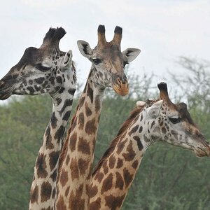 Giraffenhydra
Serengeti, Seronera
3370