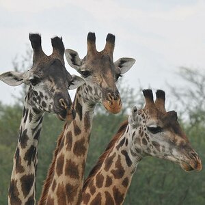 Giraffenhydra
Serengeti, Seronera 3372