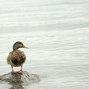Ente die dritte.