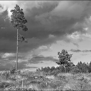 baum sw