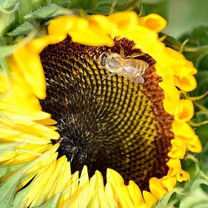 Sonnenblume - was sonst? ;-)