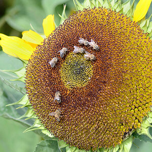 Bienenformationen