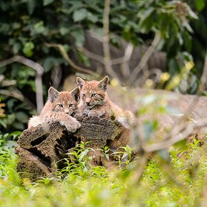 20120811 9485 [NIKON D4] 600 mm,1 320 Sek. bei ƒ   5,6