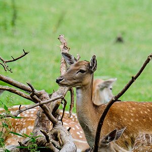 20120811 2236 [NIKON 1 V1] 600 mm,1 125 Sek. bei ƒ   6,3