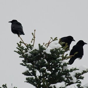 comp DSC 2845 1