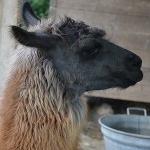 Lama 2012 08 25 886