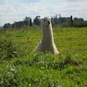 Lama 2012 08 25 903