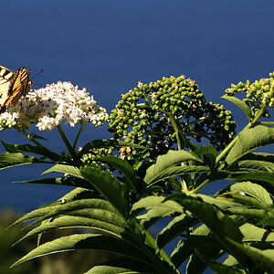 schmetterling3