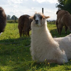 Lama 2012 08 25 908