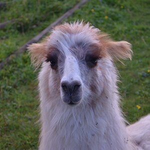 Lama 2012 08 25 920