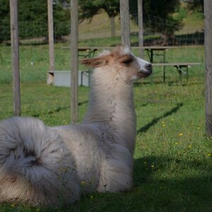 Lama 2012 08 25 927