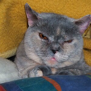 Katze Nancy 2