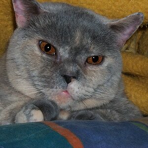Katze Nancy 5