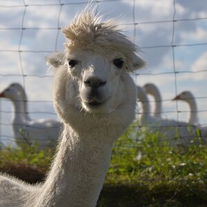 Lama 2012 08 25 934