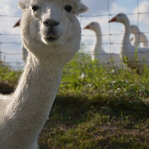 Lama 2012 08 25 935