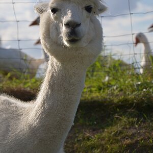 Lama 2012 08 25 936
