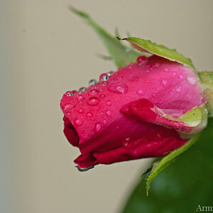 Rose 3