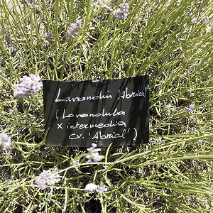 Sommer 2012 0118 low