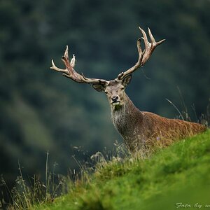 Hirsch1