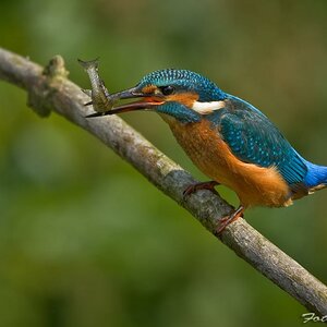 Eisvogel1a