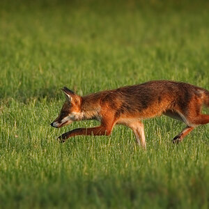 fuchs2