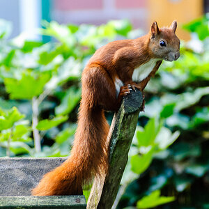 Eichhörnchen im Garten