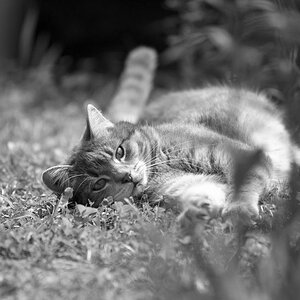 cat sw  D2X2862