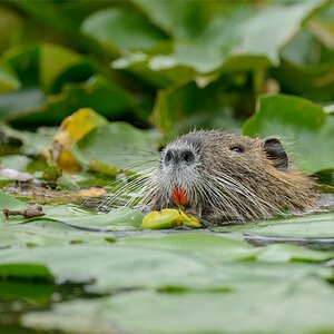 Nutria 9250