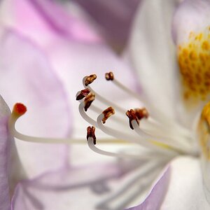 Rhododendron