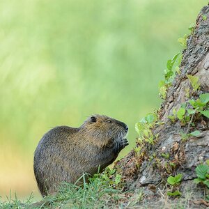 Nutria 9572 4