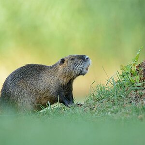 Nutria 9521 2