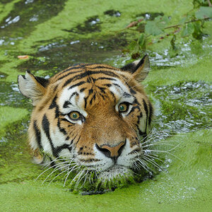 Tiger im Grünen 1