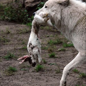 wolf1