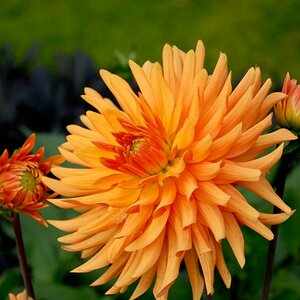 LOT0450