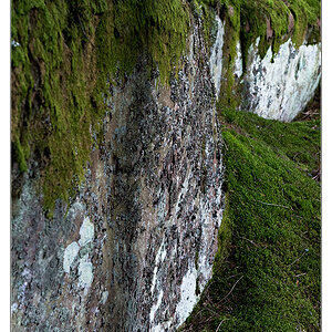 stein im wald1
