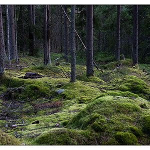 wald im dunkeln