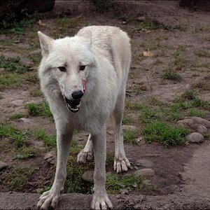 wolf6