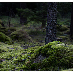 kuschelwald