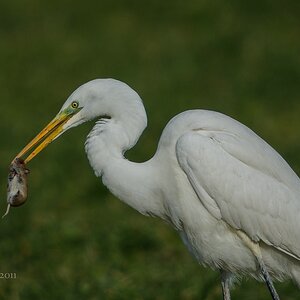 comp DSC 7166