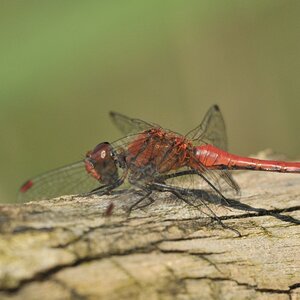 DSC 5773 web crop