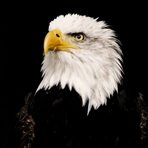 Weißkopfseeadler