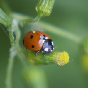Brennweite: 150 + *1 Macro-Vorsatz