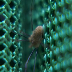 Brennweite: 170 + *2 Macro-Vorsatz
