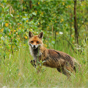 Rotfuchs (Vulpes vulpes)