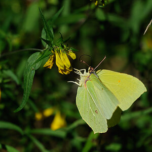 Zitronenfalter
weiblich 2
