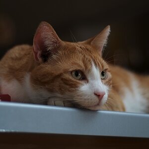 DSC 6715