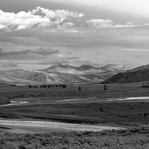 DSC 0711 sw neu NF-F
Bisonherde, Lamar Valley (The Lonely Bull)